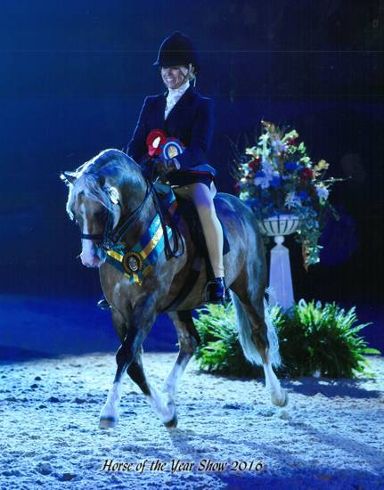 buzz-spotlight-hoys-16