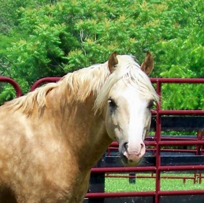 cadlanvalley_bodacious_aged_5_head_shot