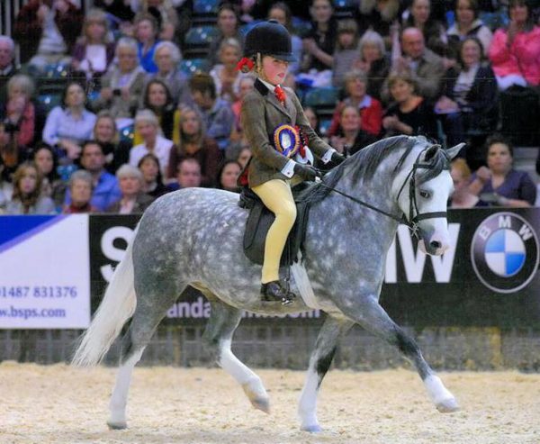 Libby & Glebdale Jubilee First Ridden Mountain & Moorland pony of the year & Reserve Supreme Mini.